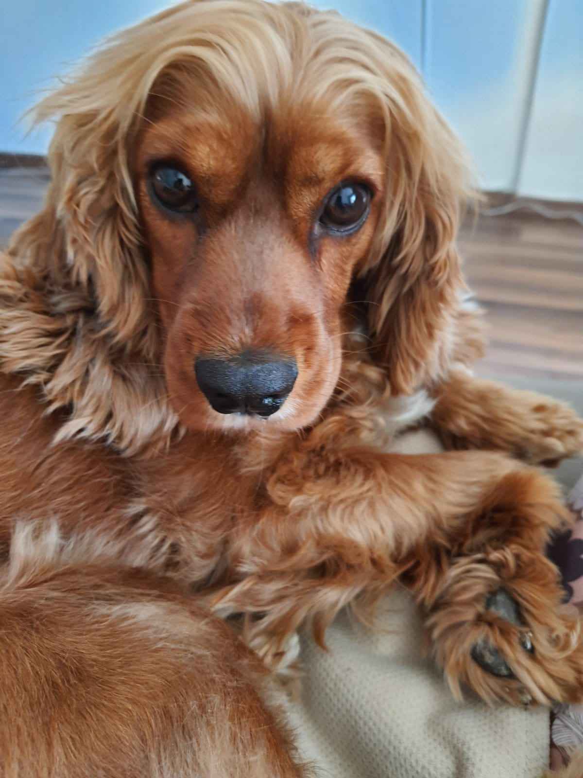 Şila