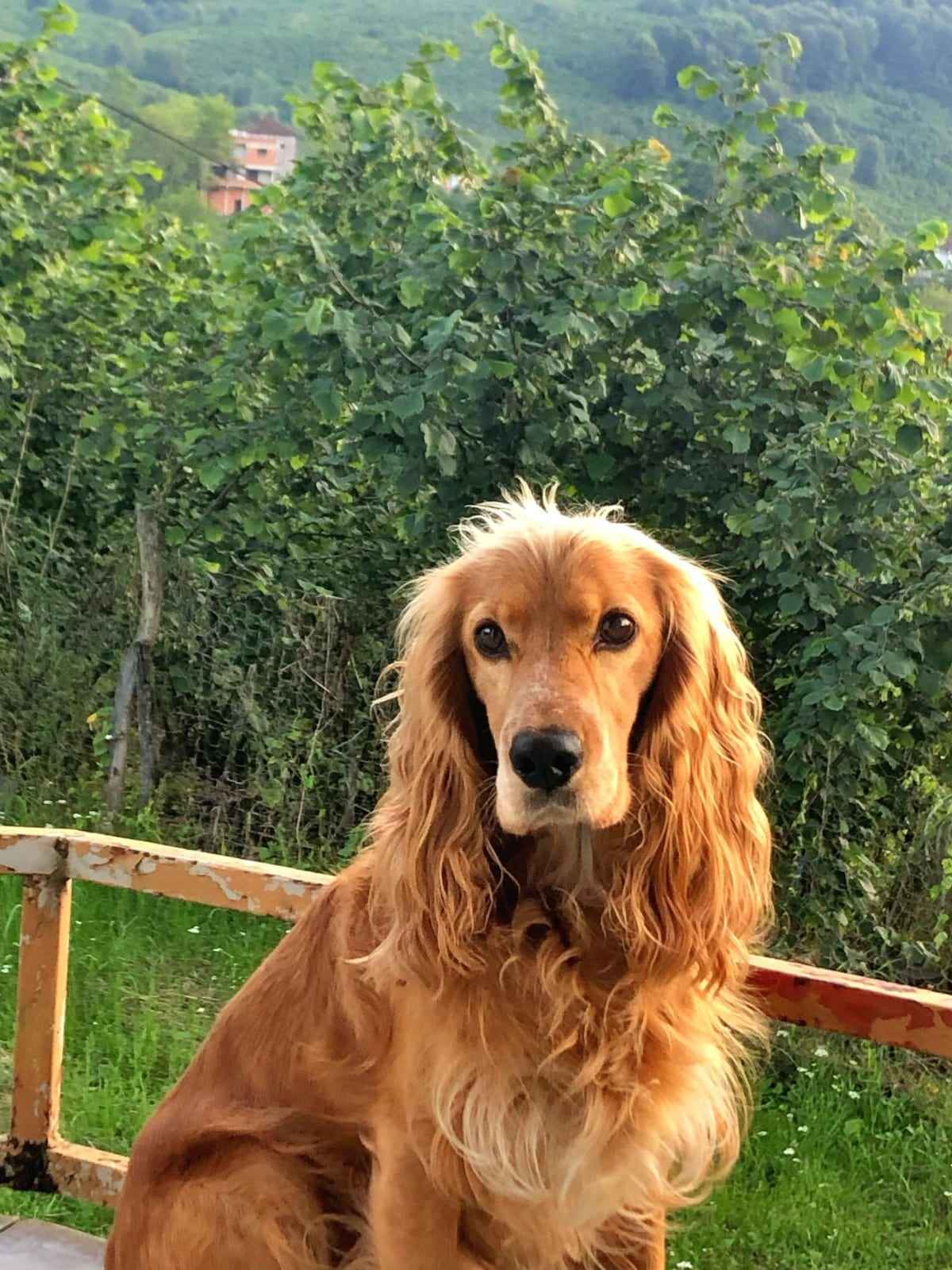 Lila