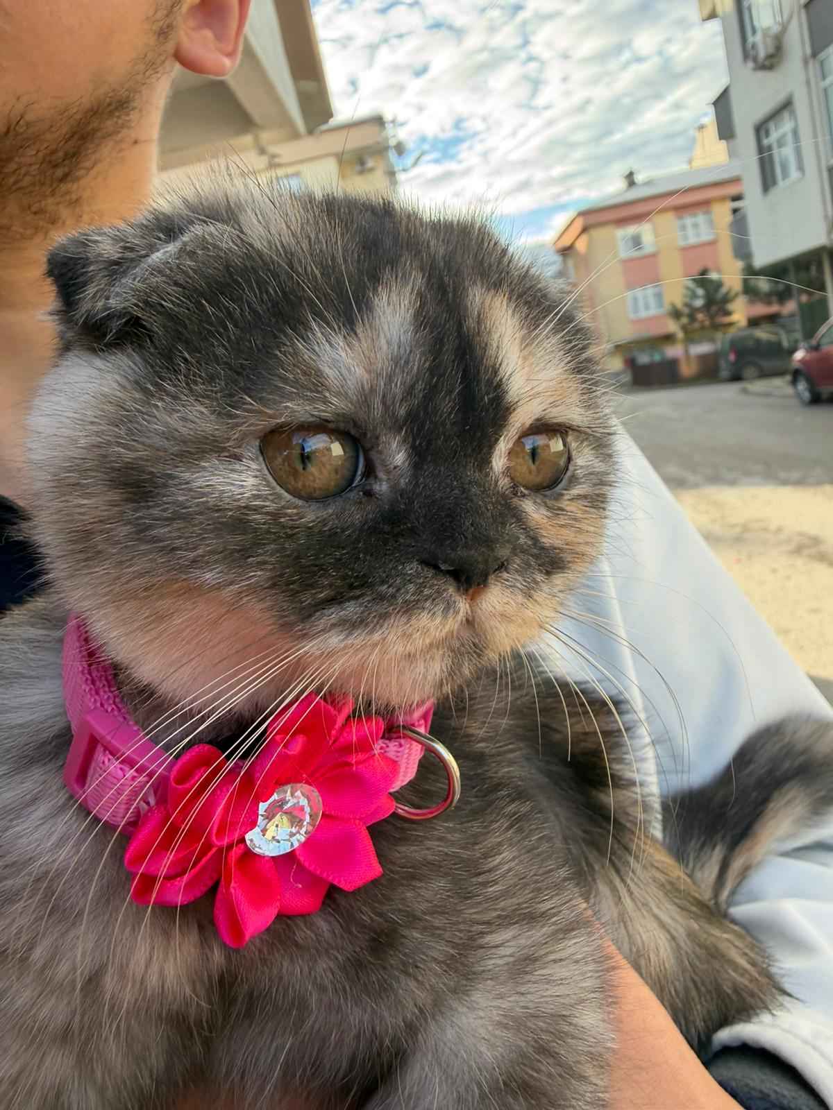 Şila